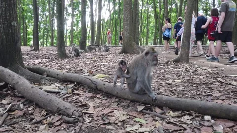 Mother and Baby Macaque Monkey on Forest Floor with Tourists Sacred Monkey Stock Footage 339751637