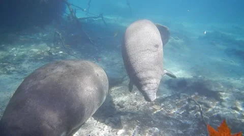 Mother and baby manatee Stock Footage