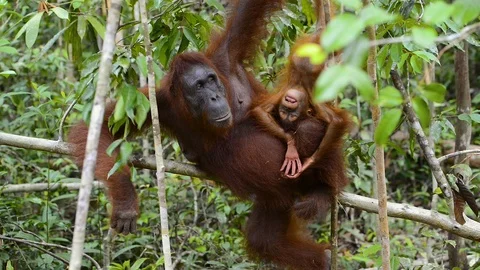 Mother and baby Orang Utan in the rainforest of Borneo Stock Footage