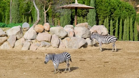 Mother and baby zebra strolling.black and white lines Stock Footage
