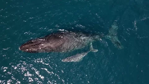 Mother And Calf Humpback Whales Swimming | Stock Video | Pond5