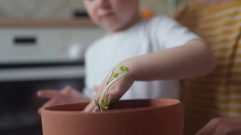 Mother and child compacting the soil in pot containing strawberry seedling Stock Footage 331437820
