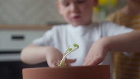 Mother and child compacting the soil in pot containing seedling with their hands Stock Footage 331437888