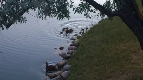 Mother and Ducklings on Early Evening Swim Video stock 77487853