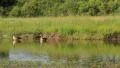 Mother and Father Birds overseeing Family on Lake GFHD HD Footage