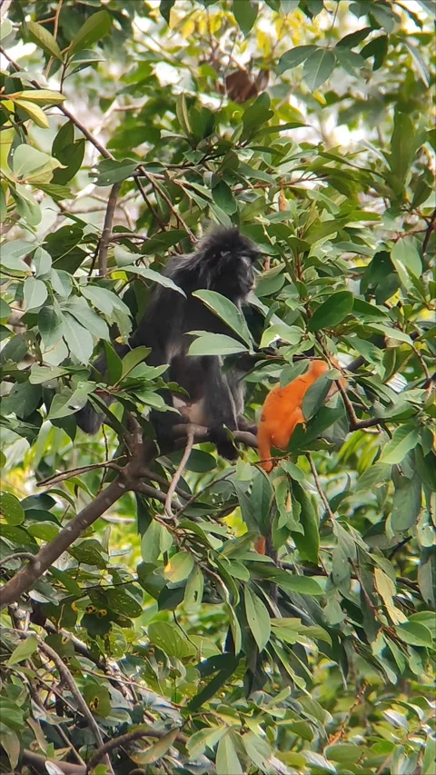 Mother and Infant Leaf Monkey Resting High in the Canopy Stock Footage 321212284
