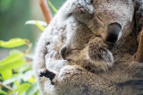 Mother and joey koala cuddling Stock Photos