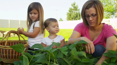 Mother and kids picking vegetables in garden Stock Footage