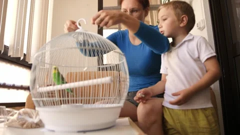 Mother and son caring for a pet budgerigar at home 스톡 동영상 321463415