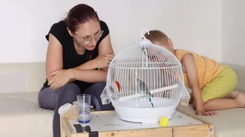 Mother and son interacting with a pet budgie in a birdcage at home 스톡 동영상 323711357