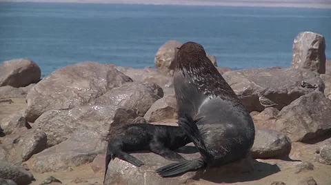 Mother and son living in a colony, the baby is drinking milk Stock Footage 59189118