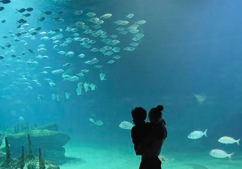 Mother and son looking through the glass at the fish Stock Photos