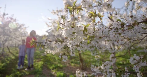 Mother And Son Walking Through Cherry Field On Sunny Day Stock Footage 124641809