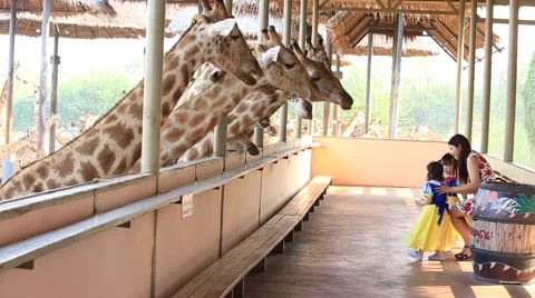 Mother and two daughters feed a giraffe in Safari World. Bangkok, Thailand Stock Footage 61790661