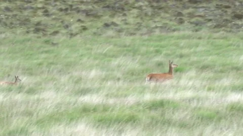 Mother and Young Deer Running Across Fields Stock Footage