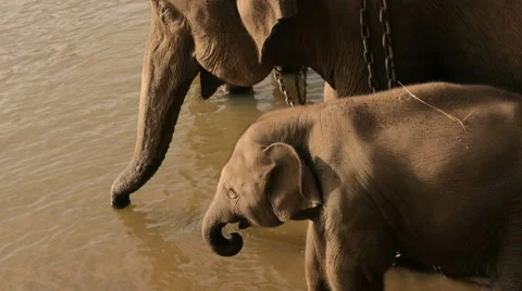 Mother and young elephant drinking from river Stock Footage 60765086