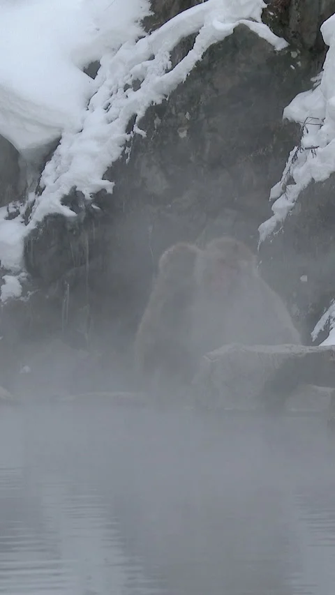 Mother and Young Snow Monkey on Rock in Falling Snow Vertical Video 動画素材 345890180