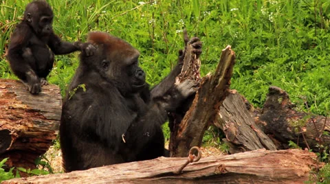 Mother & Baby Gorilla Playing Together HD Stock Footage