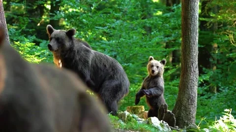 Mother Bear and Cub Exploring Forest Stock Footage 322548531