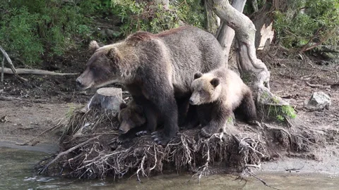 Mother bear and two small cubs fishing on river in wildlife Vídeo Stock 149894933