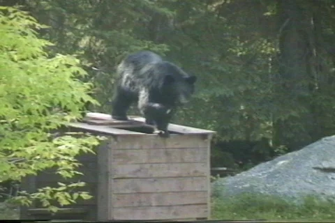 Mother Bear &amp; cub Stock Footage 96602