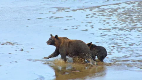 Mother bear with cub running through a muddy river in winter Stock Footage 337034996