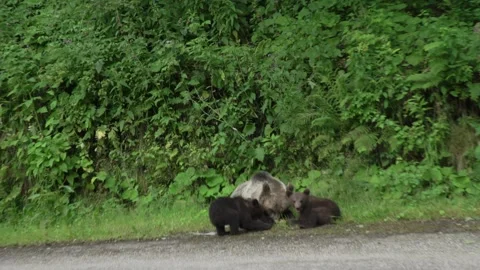 Mother bear with cubs, eating on the side of the road 39 Stock Footage 248457769