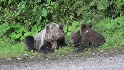 Mother bear with cubs, eating on the side of the road 40 Stockbeeldmateriaal 248458003