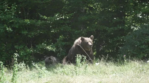 Mother bear with cubs in the forest 24 Vídeos de archivo 248465982