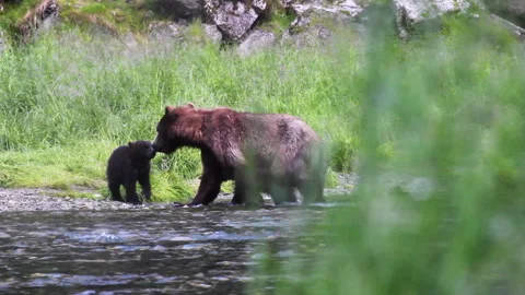 Mother Bear With Cubs Walking In Forest, Alaska Stock Footage 331229375