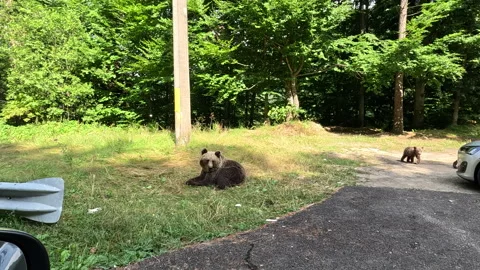Mother bear guarding cubs Stock-Footage 325080520