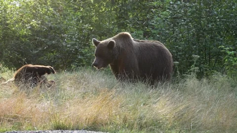 Mother bear playing with cubs in the forest 56 Stock-Footage 248465783