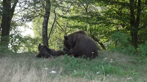 Mother bear playing with cubs in the forest 52 Vídeos de archivo 248465836