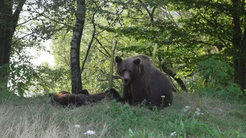 Mother bear playing with cubs in the forest 53 Vídeos de archivo 248465890