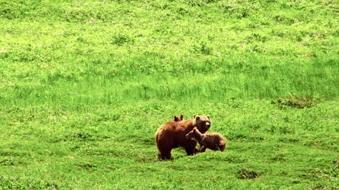 Mother bear playing with cubs in green field Stock Footage 337027442