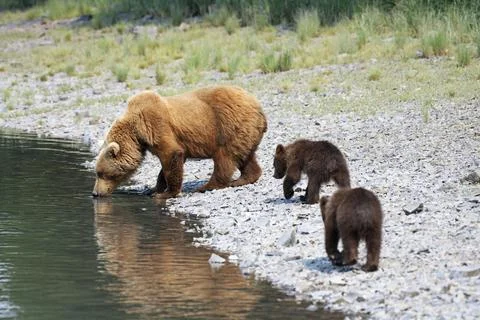 Mother bear with two cubs drinking salt water young grizzly bear coastal brown Stock Photos