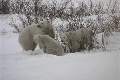 Mother bear &amp; two cubs Stock Footage 465704