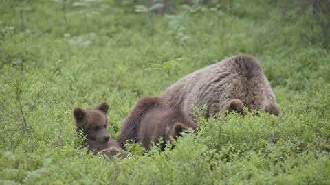 Mother bear watches her two playful cubs as they explore the lush greenery Stock Footage 312440163