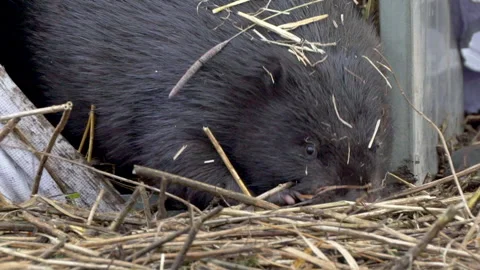 MOTHER BEAVER RELEASED RUNS FROM CAGE TO WATER Stock Footage 240736025