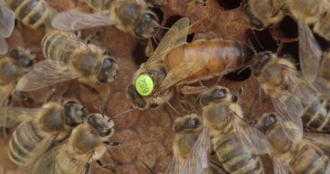 Mother bee inside the hive 스톡 동영상 117553177