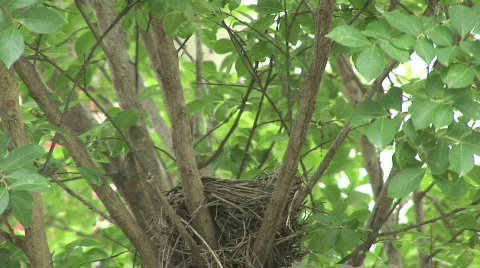 Mother bird & baby birds Stock Footage