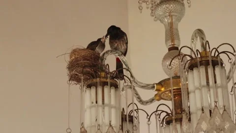Mother bird feeding baby bird in a nest built inside a house Stock Footage