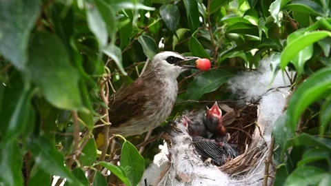 Mother bird feeding baby birds in a nest of  yellow-vented bulbul (Pycnonotus Stock Footage