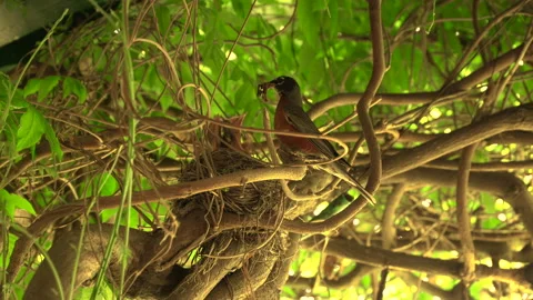 Mother Bird feeding her Babies 1 Stock Footage