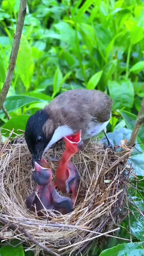Mother bird feeding her chicks in the nest Stock Footage 327183853