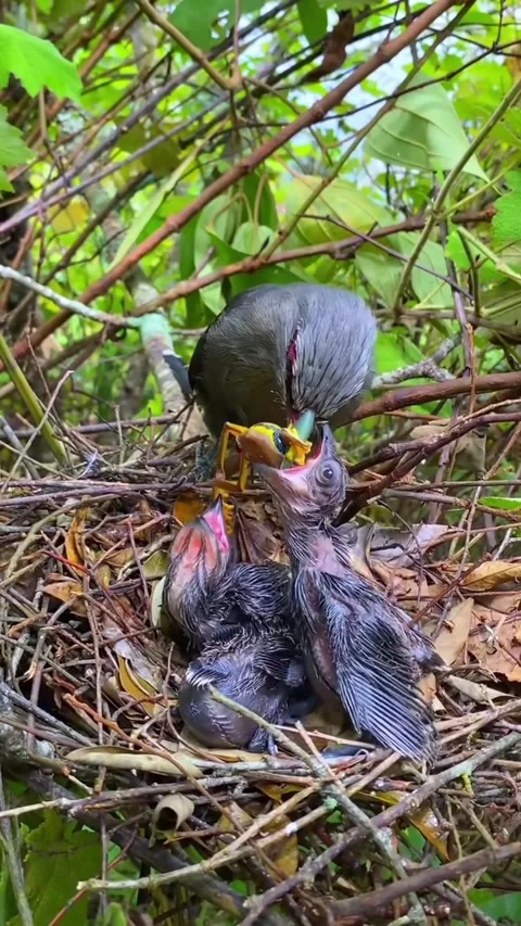 Mother bird feeding her chicks in the nest Stock Footage 327200853
