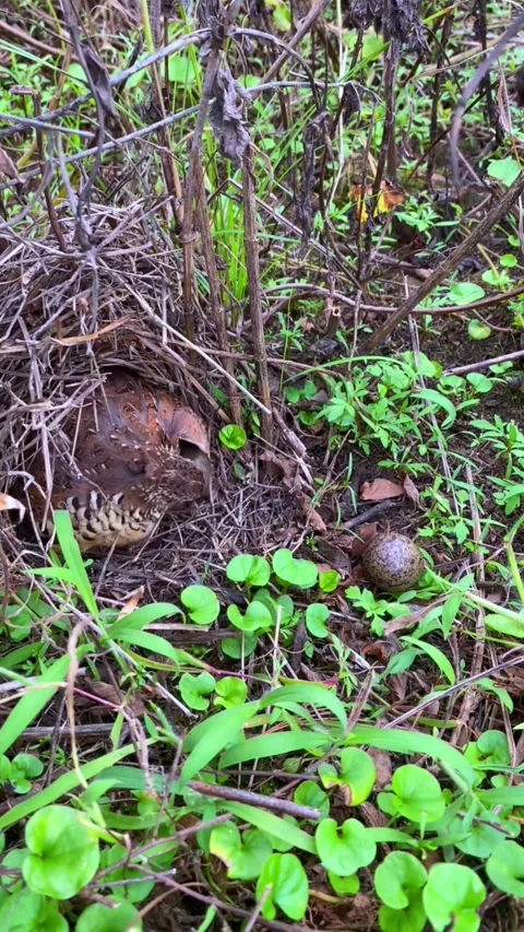 Mother Bird Hatching Eggs in Natural 스톡 동영상 343493743