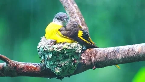 The mother bird keeps her chicks from heavy rain Stock Footage 229950902