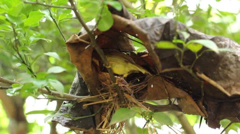 Mother bird in nest Stock Footage 25688906