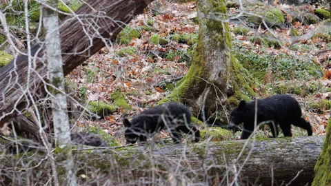 Mother Black Bear and Three Cubs walking across Log in Forest of Great Stock Footage 230145360